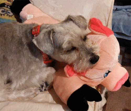 My dog went into the basement to hide from a thunder storm. We found her snuggling a plush pig.
