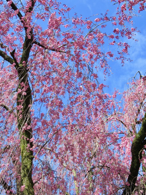 Weeping cherry.