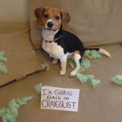 dogshaming:  You’re going back!  Frank is about to go BACK ON CRAIGSLIST! Editor’s Note: Frank’s owners love this little guy to…  View Post 