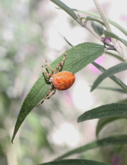 Thescienceturnip: Araneus Diadematus Very Pregnant. I Found Her Frantically Waddling