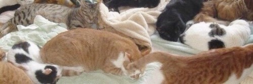 Cat And Rabbit Are They !!! #%cute Boys