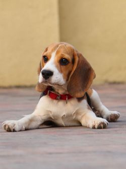 dogsandpupsdaily:  - Beagle. Want more? Follow:http://dogsandpupsdaily.tumblr.com/