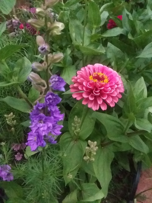 soulsearchingdaisy1:My first year growing Zinnia’s from seed. Wonderful surprise and new favorite fo