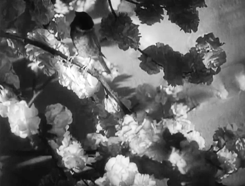lapitiedangereuse:  Die Nibelungen: Siegfried, 1924 
