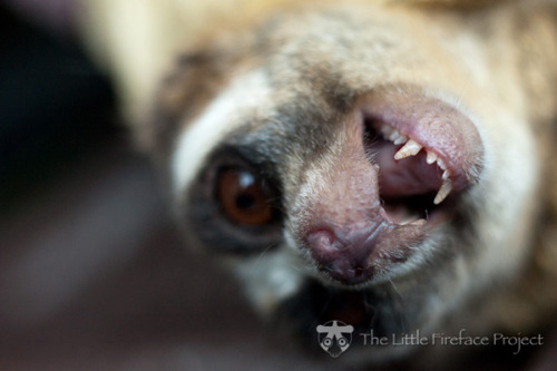 zsl-edge-of-existence:Slow lorises are the world’s only venomous primate.  The venom is secreted fro