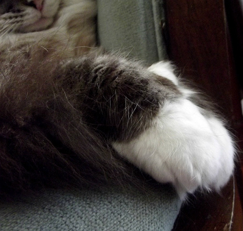 craftingpaws:My little fluff monster and a close up of his cute toes…