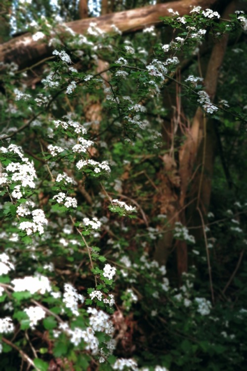 ambermaitrejean: romantic springtimebirds alight on blooming boughscomposing sonnets Photos and haik