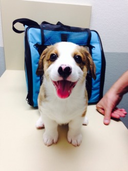 awwww-cute:   Winston was fearless for his first vet exam 
