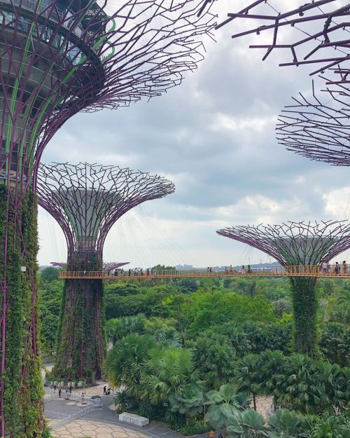 This canopy skywalk didn’t exist the last time I visited Singapore. So cool how Singapore keep