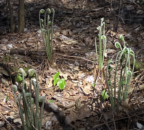 May 1st hike (well, walk, really) in Great Brook Farm State Park, in Carlisle MA.Top three: soft new