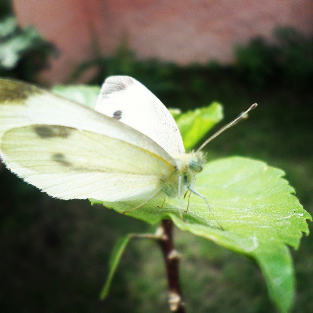 #pequeño #visitante #mariposa