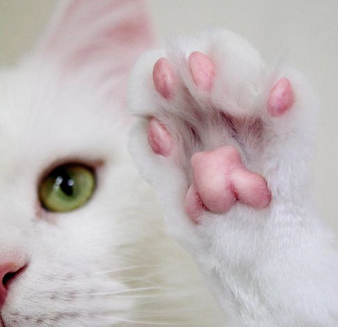 Sex kittehkats:  Oh Noes, Kitty Toes! Anybody pictures