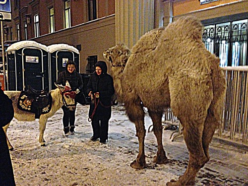 A camel in the snow,Moscow