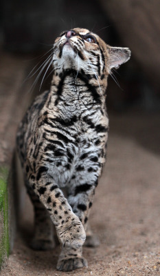 Thecatdogblog:  Margay By J.a.kok 