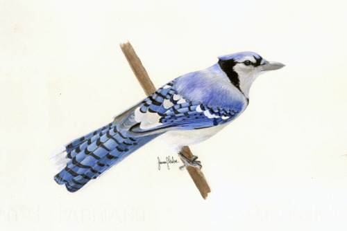Bluejay Watercolor, Gouache, Ink