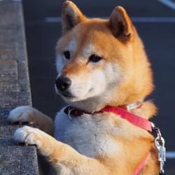 shibainu-komugi:  壁の向こう側にお友達を見つけたよ🐶