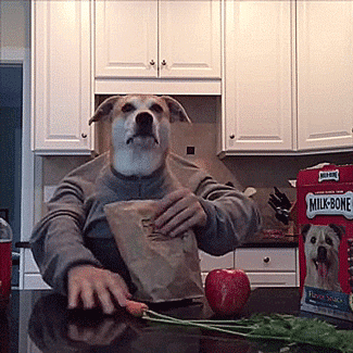 thenatsdorf:  Finley’s morning routine. [video] 