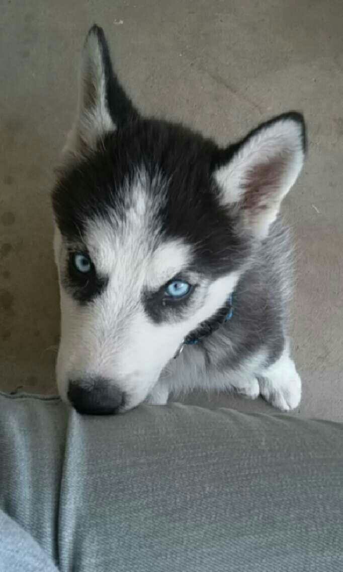 cherrybombkisses:  Husky puppies. 😍😍😍