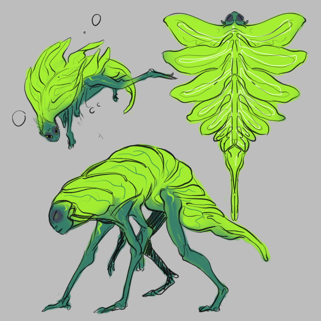 deadwooddross:Some more chimera stuff…adults retain the cabbage flaps, they’re