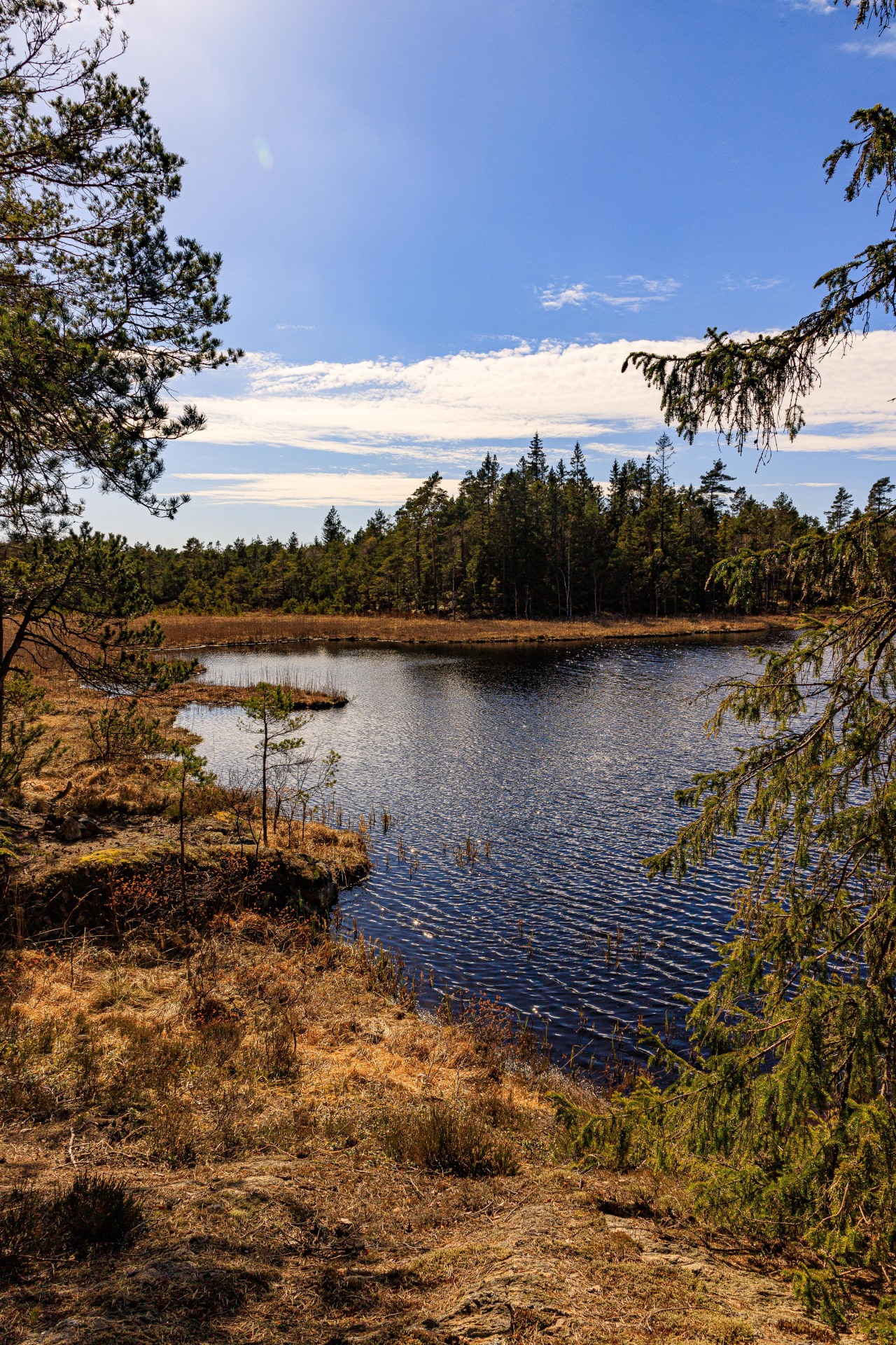 nature-hiking:
“ Swedish forest lake 6/? - Bohusleden, Sweden, April 2020
photo by nature-hiking
”