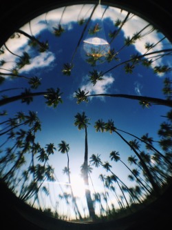 t-rust-nobod-y:ariapatterson:  Palm Grove Kaunakakai, Hawaii   