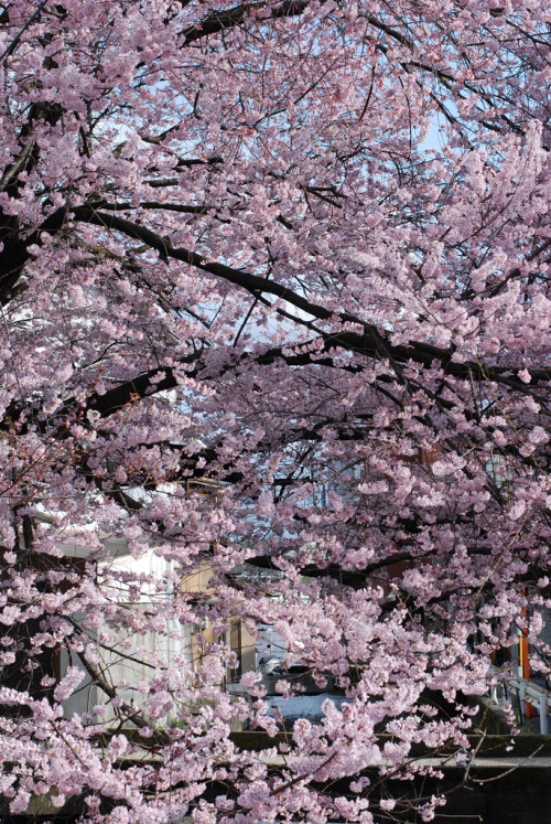 高瀬川　東九条北松ノ木町　桜By : Eiji Saito