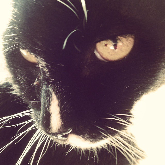 The original Dominic. =^,,^= #cat #tuxedocat #blackandwhite #catface #muse