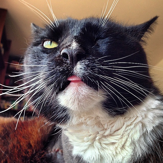 h0dor-h0dor:  Pirate Pussy Felix, the 3 legged menace. Arrrrr.