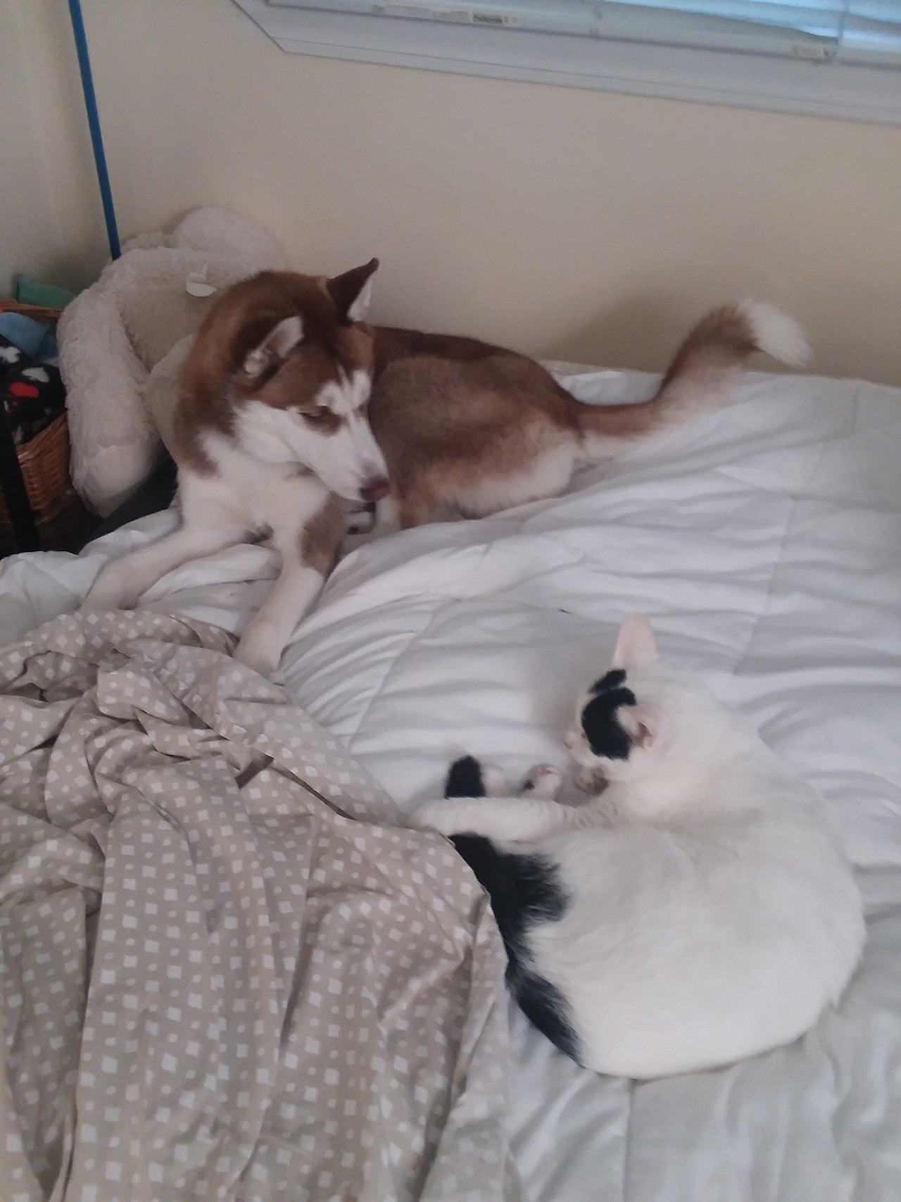 huskerpuppers:  Local huskies won’t leave house cat alone.