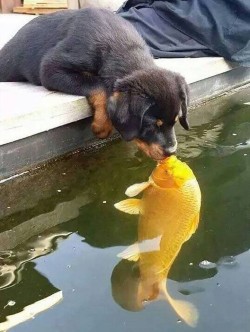 awwww-cute:  Quite Possibly the Best Kiss