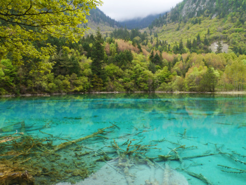 90377: Peacock Lake, Jiuzhaigou National Park by Niall Corbet (Edinburgh)