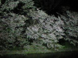 Haruka-Nature:  Sakura 　Night Chidorigahuchi Tokyo