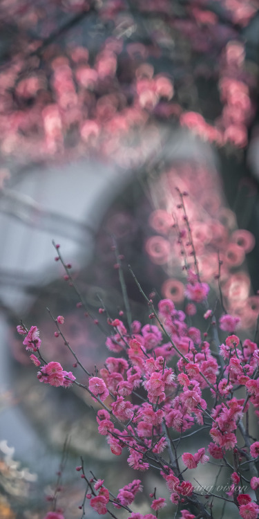 fuckyeahchinesegarden: Plum blossoms by 影像视觉杨 | 娟子看天下 | 汤S同学