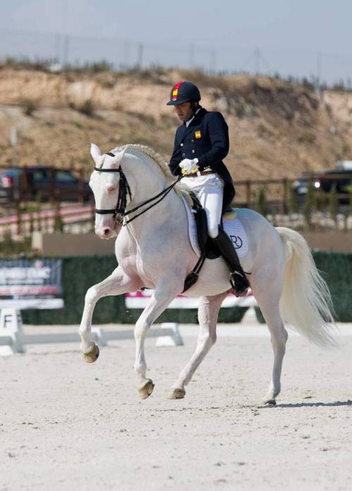 all-the-horses: Unicórnio do Retiro Othelo do Retiro x Orla do Top Lusitano, Stallion 16.1hh Born 20