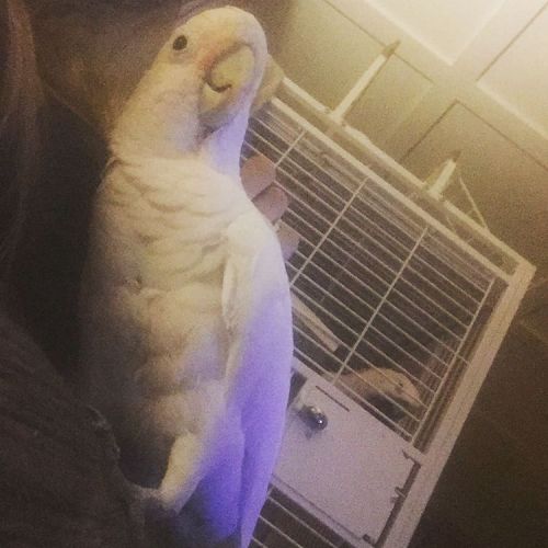 Arthur really tries to act like a normal cockatoo. Weird angle here but he was cuddling up against m