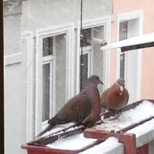 tugetemizler:  Some bread or etc for the birds in winter please…Lütfen karda bu