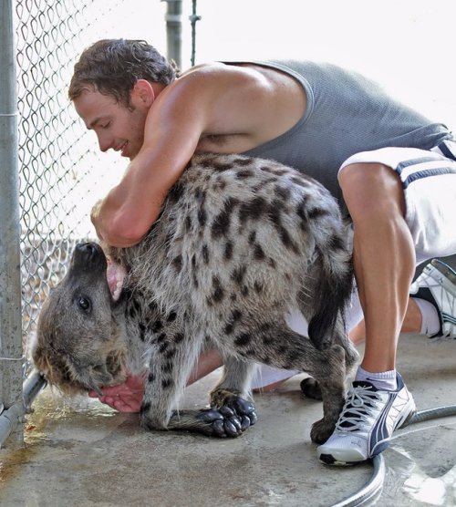 wildhyaena:  I can’t get over how adorable Jake is. LOOK AT HOW FRIGGIN ADORABLY CUTE HE IS WHEN HE GETS A BATH. I couldn’t find a share button on Facebook for all of these, so all photos are copyright Bryan Hawn and whoever took them. 