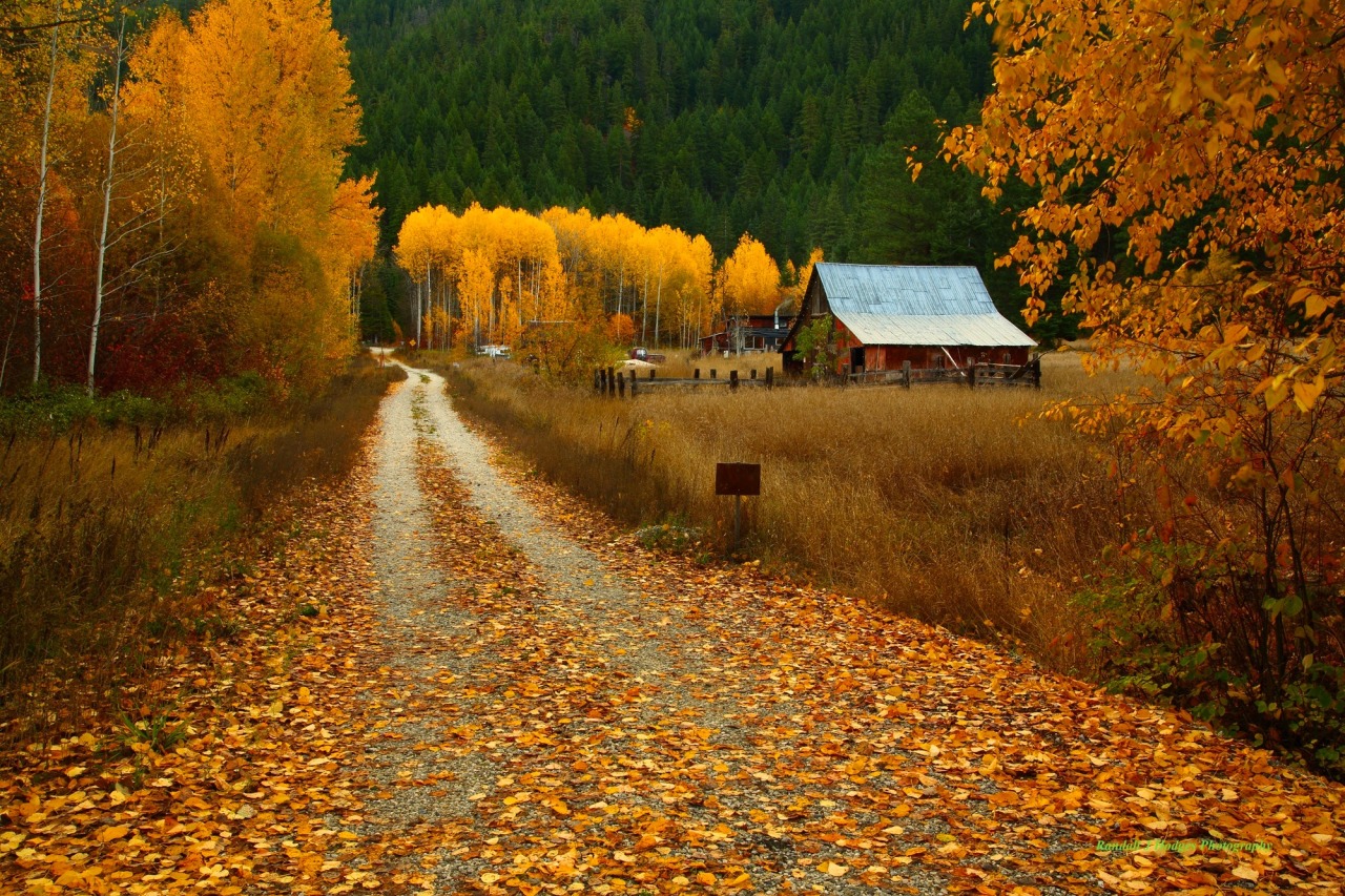 Pumpkin Spice Fall