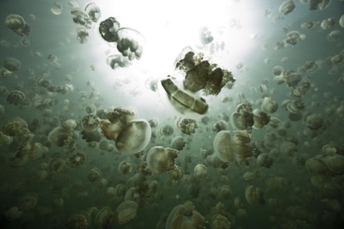 leidyimages: Jellyfish Minefield - Micronesia 2013