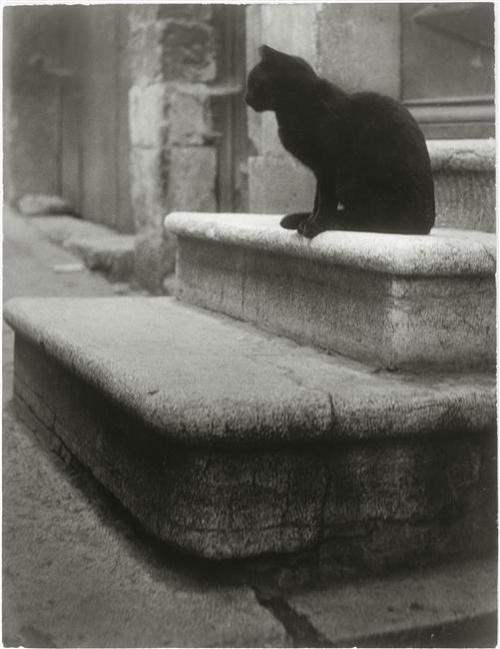 Le Chat Noir, Brassai