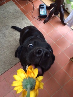 nico1e1u:  She really likes flowers