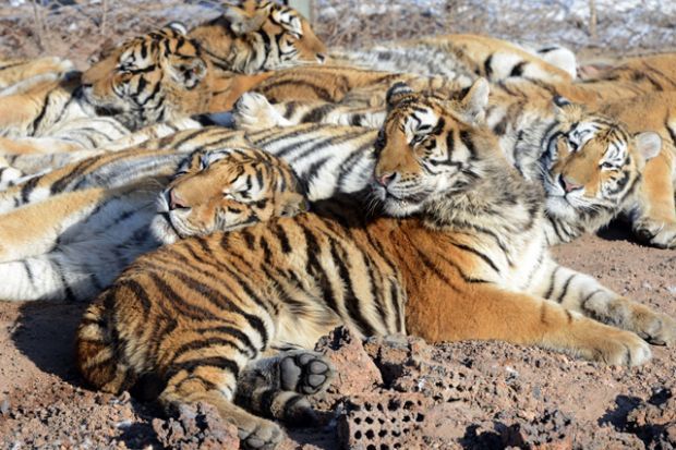 takepart:  Siberian tigers rest at the Siberian Tiger Park in northeastern China