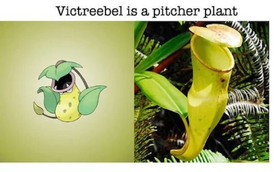 Real world animals that inspired Pokemon