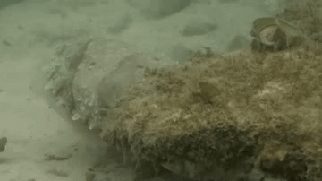 trynottodrown:shy cuttlefish (x)