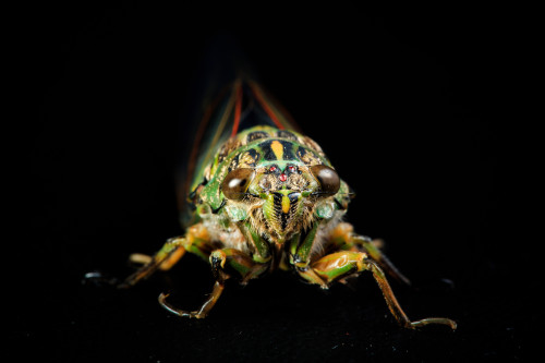 onenicebugperday:Chorus Cicada, Amphipsalta zealandicaPhotos by Sy on Flickr