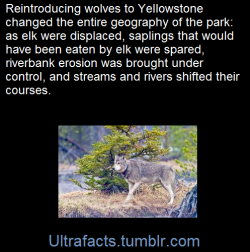 ultrafacts:      How Wolves Change Rivers  Yellowstone National Park had become overrun with deer, which grazed away the vegetation dramatically. For years, biologists like Dave Foreman suggested a solution: bringing wolves back to the park, as the last