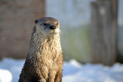 dailyotter:  Stoic Otter Remains Stoic Even with the Fresh SnowVia John