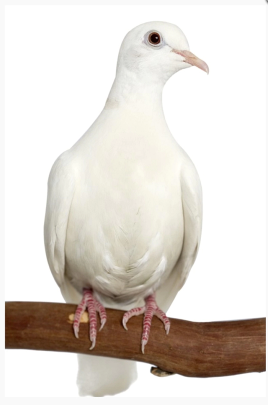 tiny-feisty-gay: snarg:  stereofeathers:  tawghasa:  hot-honey-fag:  slash-queen:  todaysbird:   remember: the ‘holy’ white doves are just white rock doves, aka the common pigeon!  Doves are just pigeons with white privilege   Also can we talk about