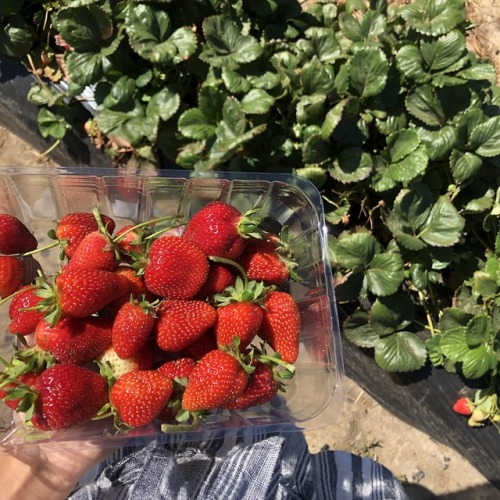 falhing: strawberry picking is so yum IG: emily.richardss