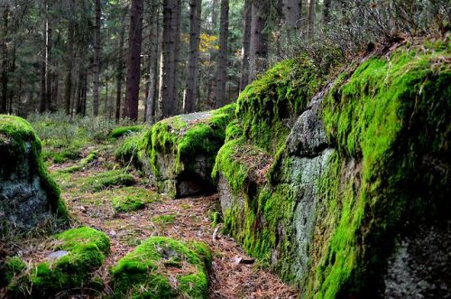 Reminds me of home - forests, granite rocks and loads of moss 